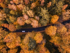 A car driving on a road in the forest